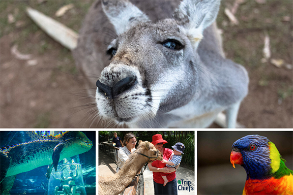 15 Best Zoos in Australia