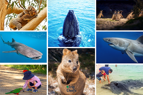 Best places to see wildlife in Australia with Kids